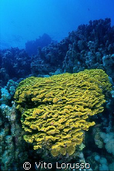 Coral by Vito Lorusso 